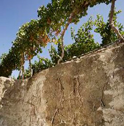 viñedos raices a la vista