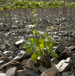 viñedo con piedras